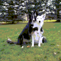 dogs hug GIF