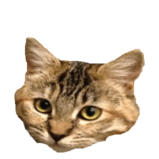 cute kitten STICKER by imoji
