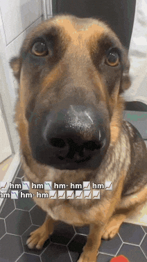 Dog Hm GIF