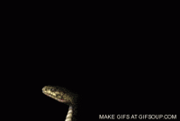 cobra GIF