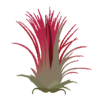 Airplant Tillandsia Sticker by Airplantshop.nl