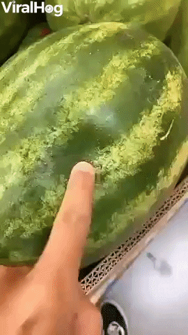 Poked Watermelon Squirts Juices GIF by ViralHog