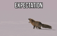 expectation GIF