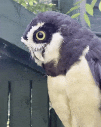 Surprised Spectacled Owl GIF by Valley Zoo Development Society