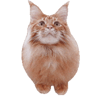 Cat Yes Sticker