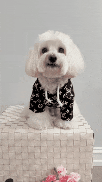 Golden Retriever Hello GIF by HammyandBrody