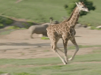 Baby Giraffe Runs Free