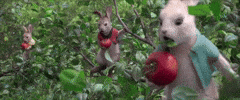 peter rabbit GIF