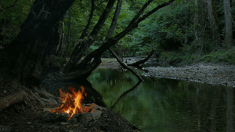 park campfire GIF