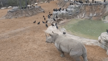 Energetic Rhino Catches the 'Zoomies' at San Antonio Zoo in Texas