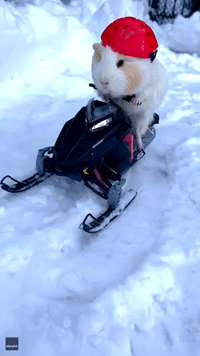 Sporty Guinea Pig 'Ready to Hit the Trails' on Tiny Snowmobile