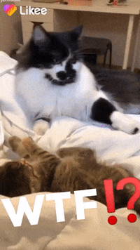 Wtf GIF by Likee US