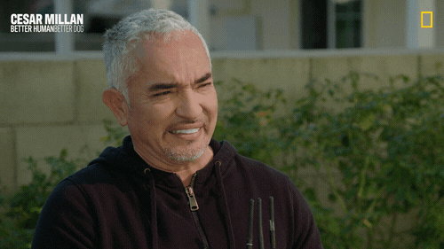 Dogwhisperer GIF by National Geographic Channel