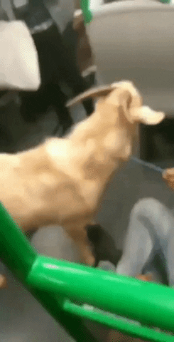 internetadn giphyupload GIF