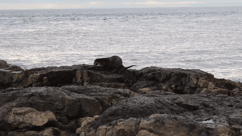 otter pooping GIF