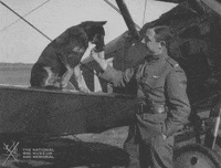 NationalWWIMuseum dog black and white mascot airplane GIF