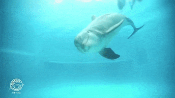 dolphins GIF by Dolphin Discovery