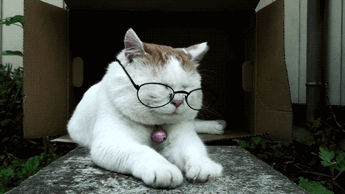 gato de óculos dentro de caixa, Como falar “eu costumava” em inglês
