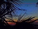 hi8 Sunset palms