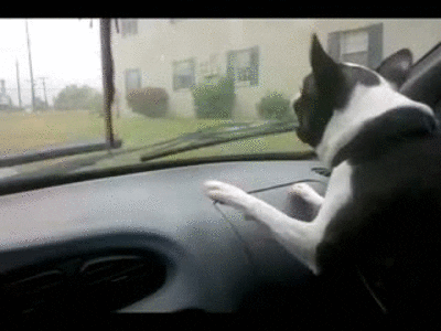 barking boston terrier GIF by Cheezburger