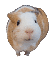 Guinea Pig Sticker
