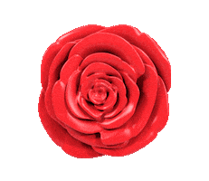 Red Roses Rose Sticker by Zappos