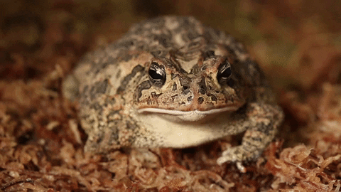 Atlanta Atl GIF by ZooATL