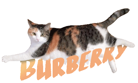 Cat Burberry Sticker