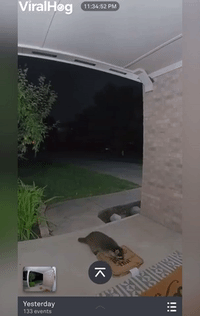 Raccoon Robs a Pizza from the Doorstep
