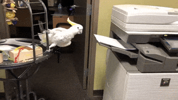 Flighty New Assistant: Adorable Cockatoo Still Getting the Hang of Cincinnati Zoo Office Job