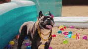 Its My Dog Birthday GIF by T-Pain