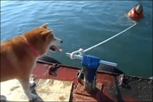DailyDoseOfAwesome giphyupload GIF