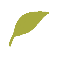 angbaoth tea leaf angbaoth tea leaf Sticker