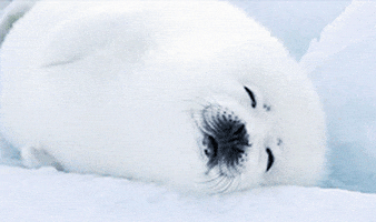 sleepy seal GIF