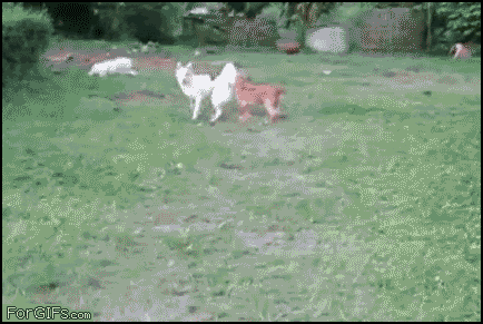 sideshoweric giphyupload dog jump oops GIF