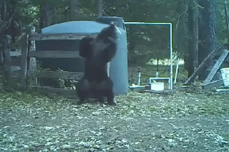 bear nuts GIF
