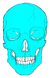 skull STICKER