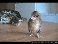 snake GIF
