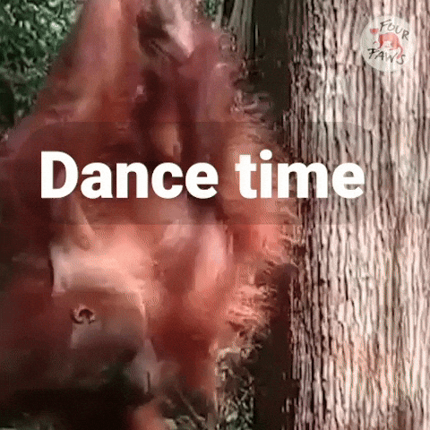 Lets Dance Dancing GIF by VIER PFOTEN