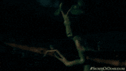 Fantasticbeasts GIF by Fantastic Beasts: The Secrets of Dumbledore