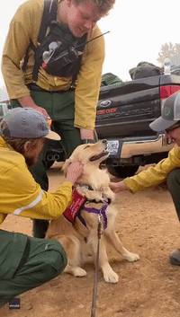 Therapy Dog Laps Up Attention from Firefighters Battling Caldor Fire
