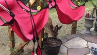 Curious Deer Laps Up Water From Colorado Backyard