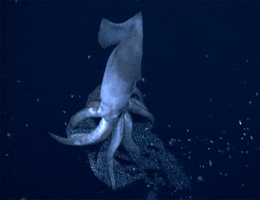 Squid Bebby Squids GIF by Digg