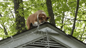 Chill Dog Hangs Out On Roof GIF by ViralHog