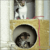 Kitten Falling GIF