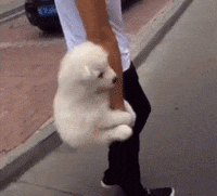 dog love GIF by Pamily