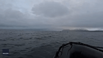 Divers Blown Away as 'Bullet Train' Fin Whales Join Orcas in Norway