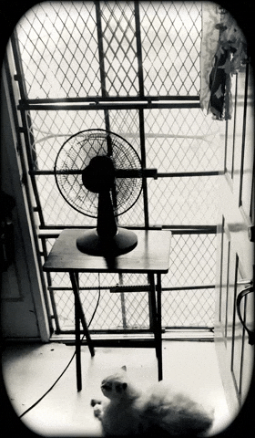 parkercross1 buck 62425 GIF