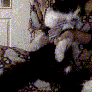 thank you obama GIF by The Standing O