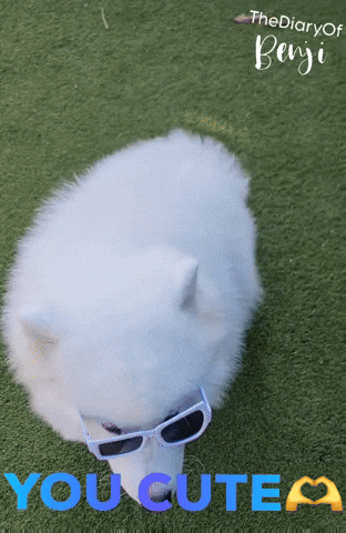 Paco Honden GIF